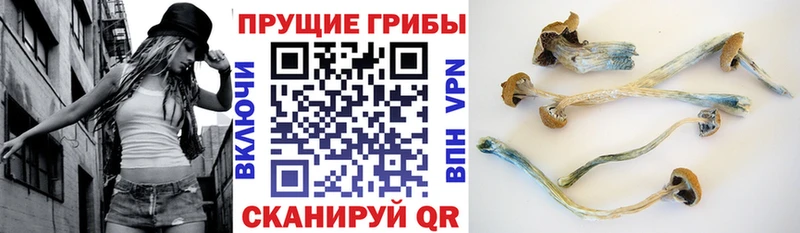 Галлюциногенные грибы Cubensis  OMG ссылка  Покачи 